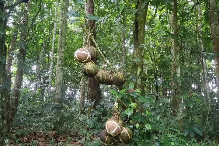 Runde Früchte an einem Baum in einem üppig grünen Wald