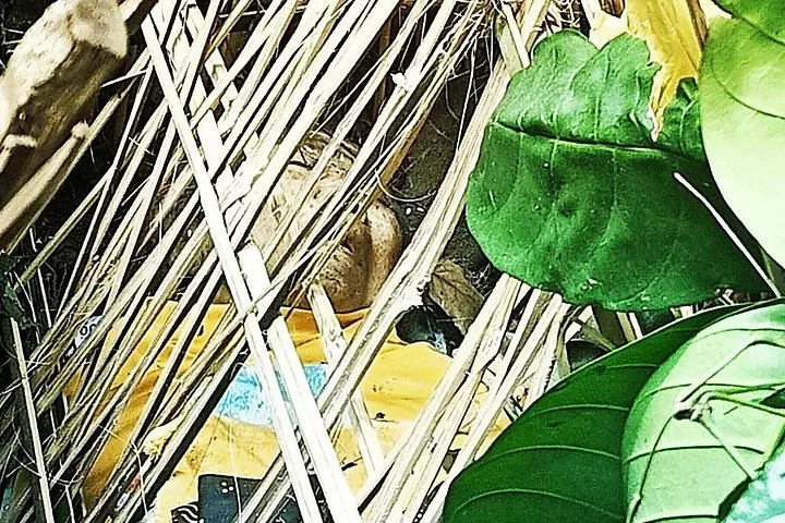 Human body wrapped in cloth visible through a bamboo burial cage