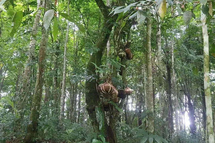 Fruits hanging from a tree trunk in a dense tropical forest